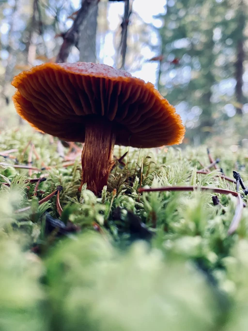 Forest Mushroom Perspective