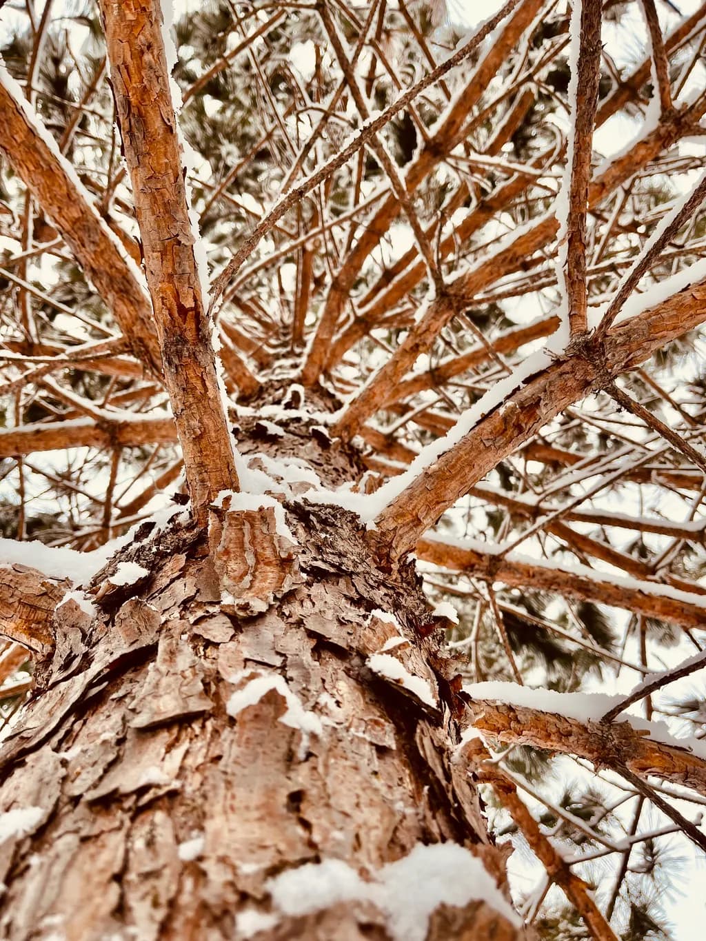 Snow-Capped Tree Trunk