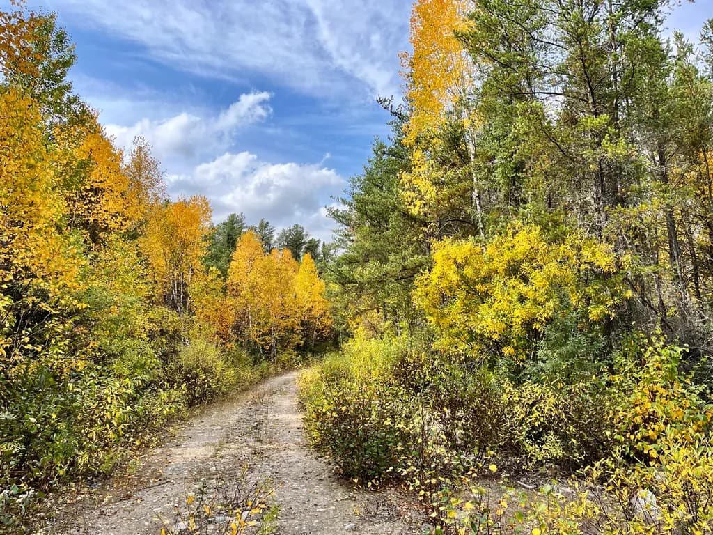 Autumn Forest Path