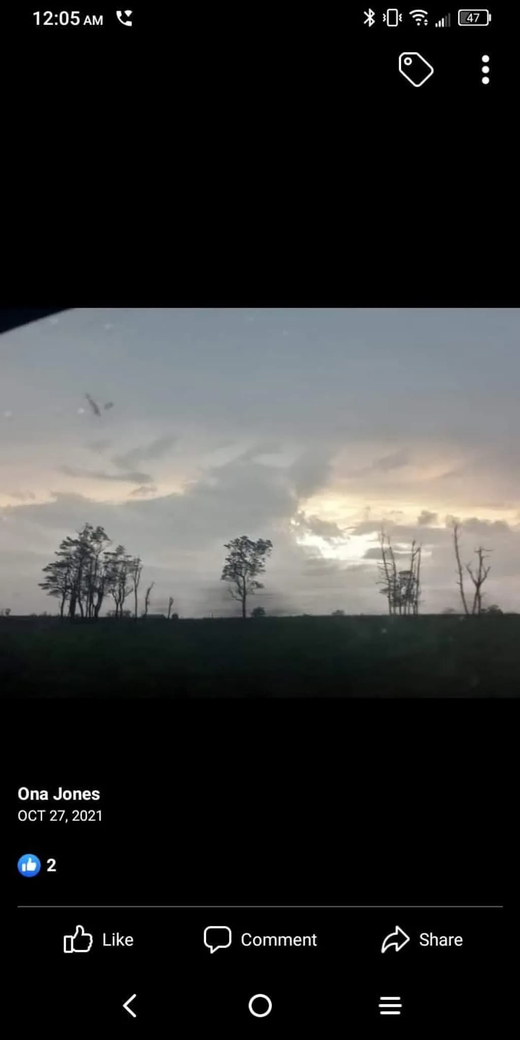 Distant Trees at Dusk