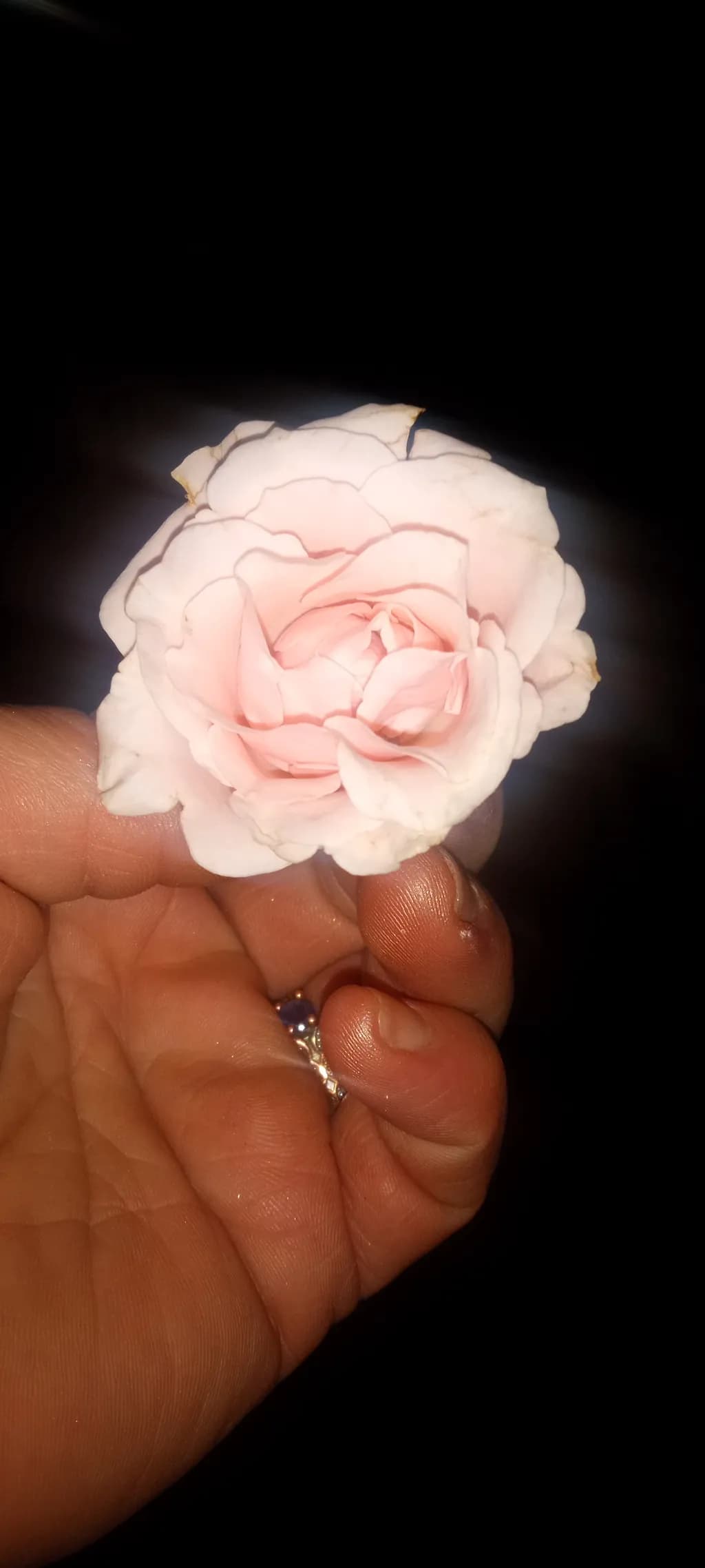 Delicate Pink Flower
