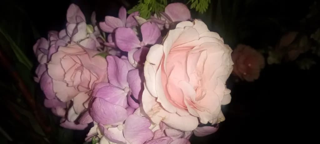 Pink Rose Cluster