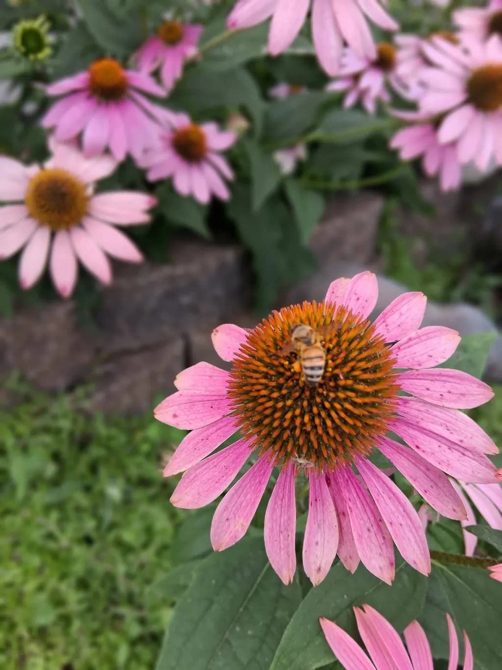Bee on Coneflower
