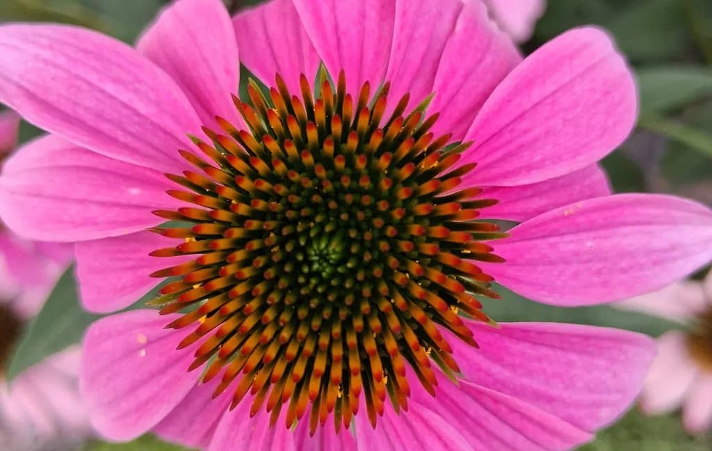 Pink Coneflower Closeup