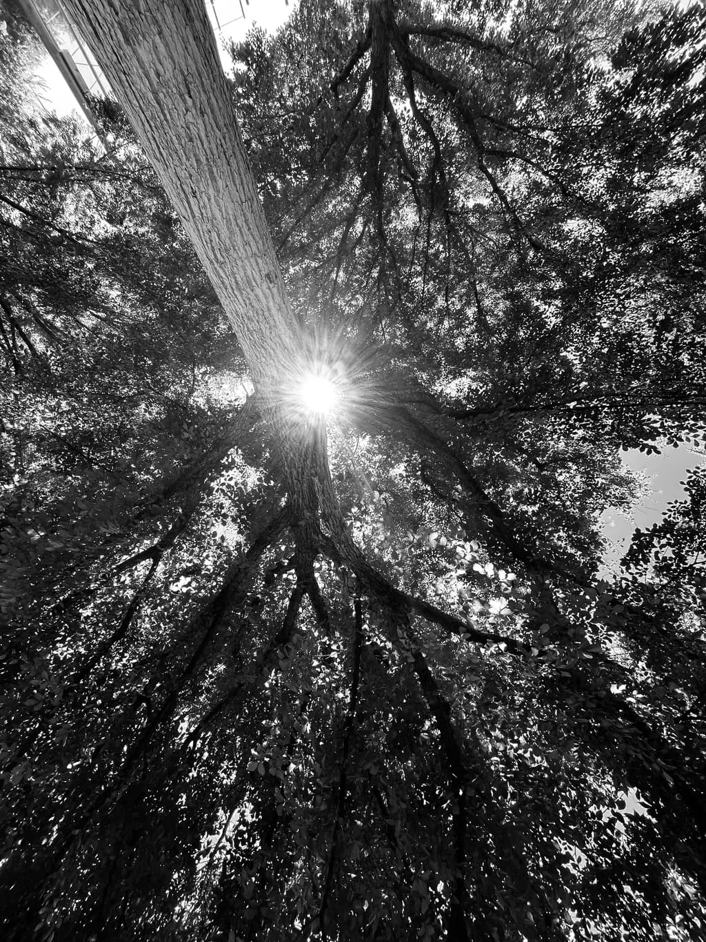 Sunlit Tree Canopy
