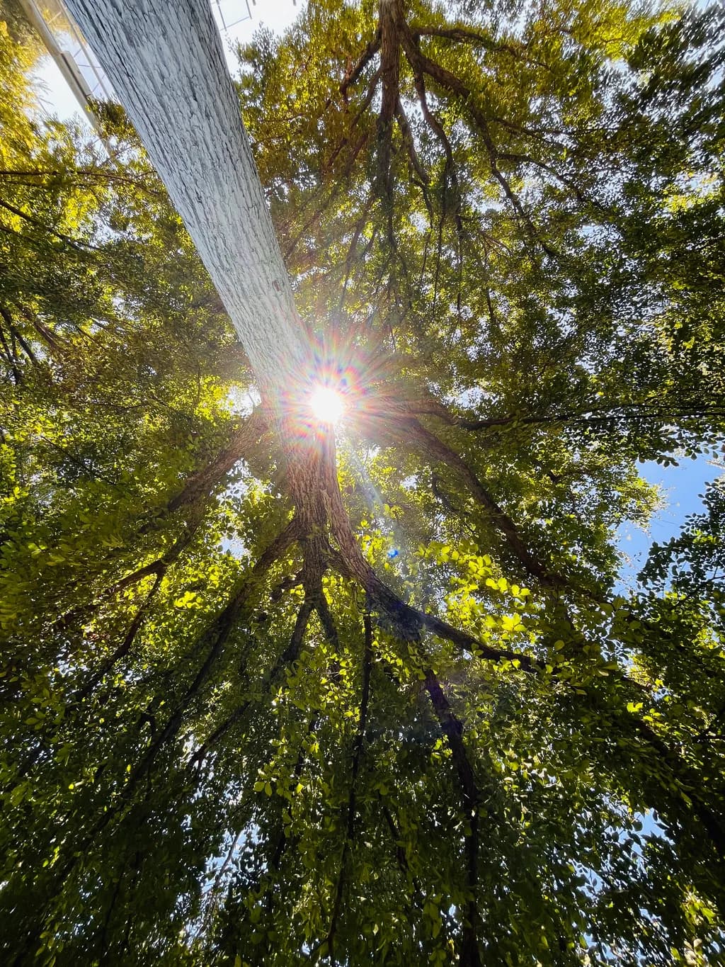 Sunlit Tree Canopy