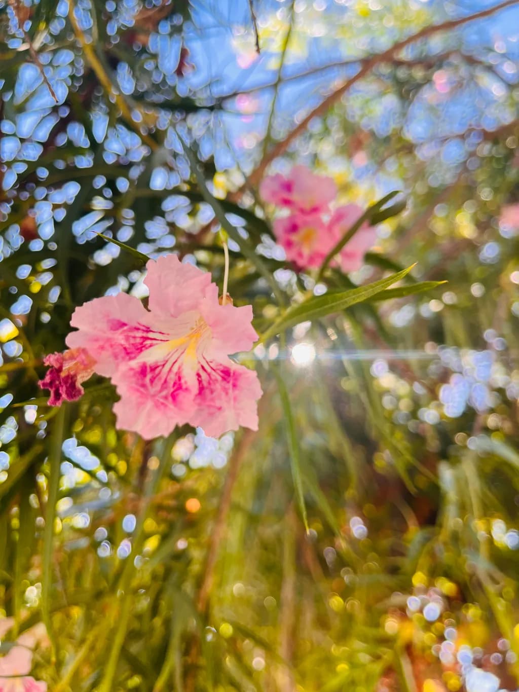Pink Nerium Bloom