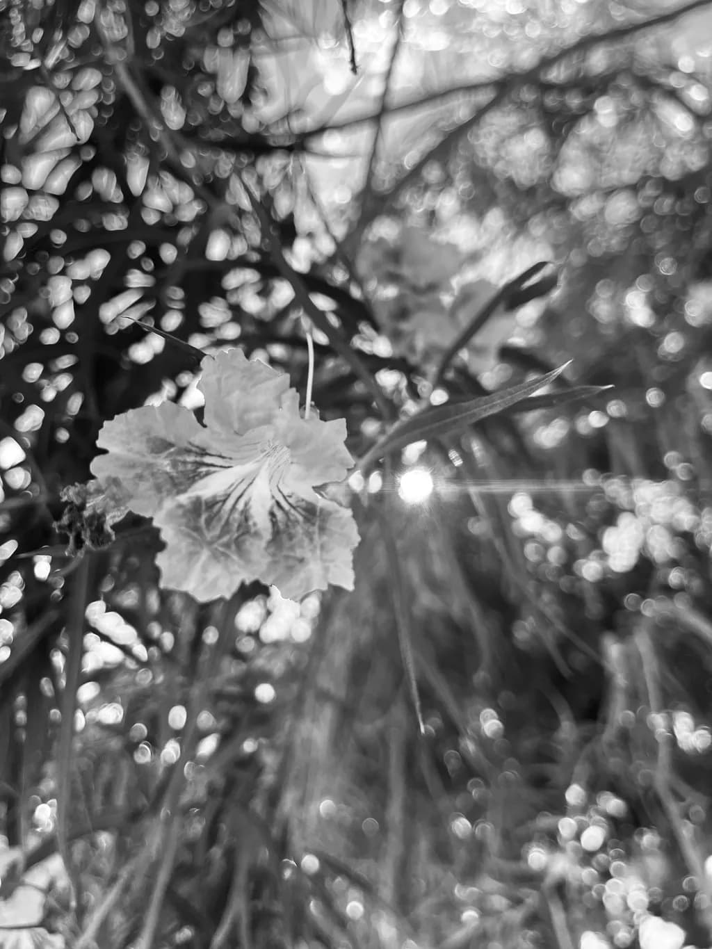 Flower in Sunlight