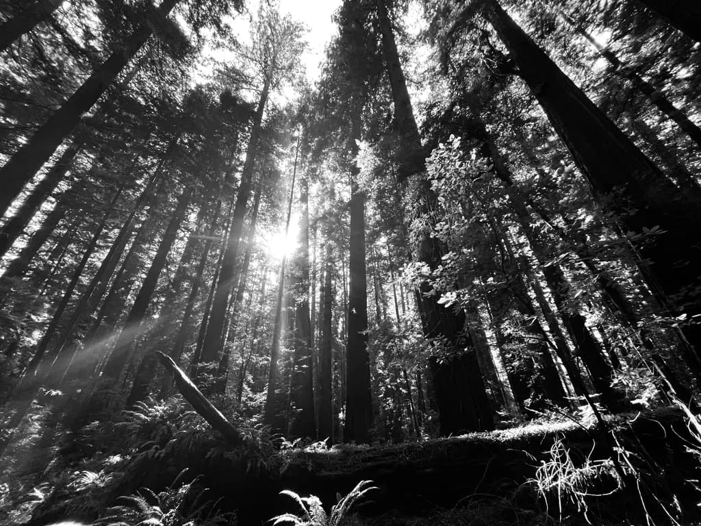 Sunlit Forest Canopy