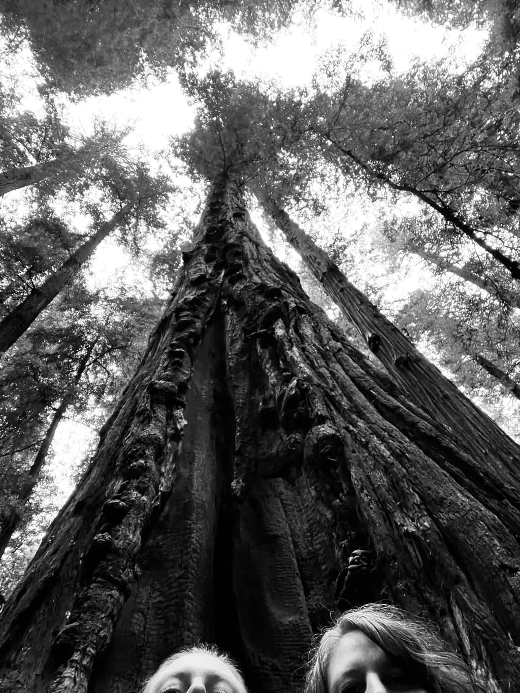 Redwood Giants