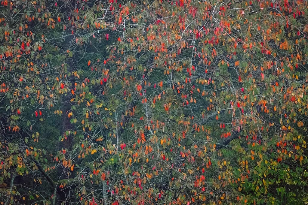 Autumn Forest Tapestry