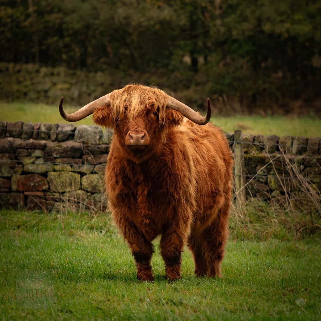 Highland Cow by Stone Wall