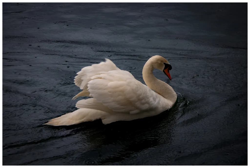 Swan on Dark Water