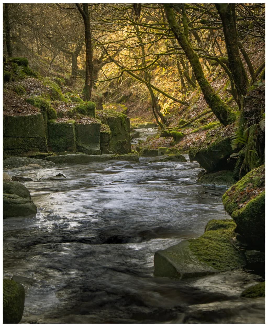 Forest Stream Glow
