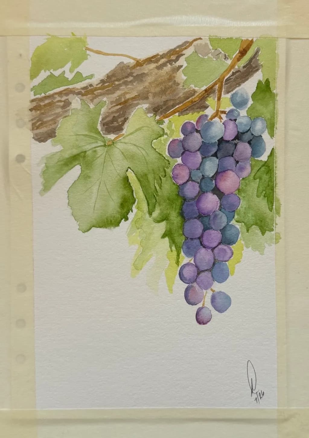 Grapes on Vine