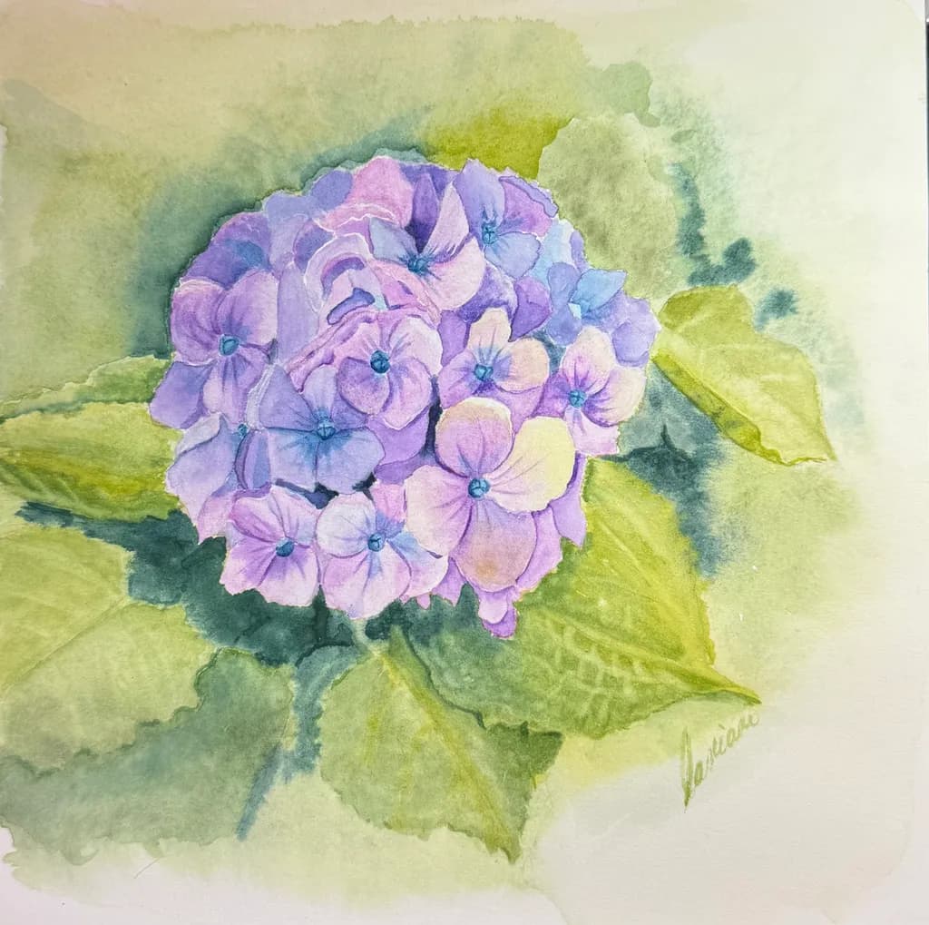 Hydrangea Bloom