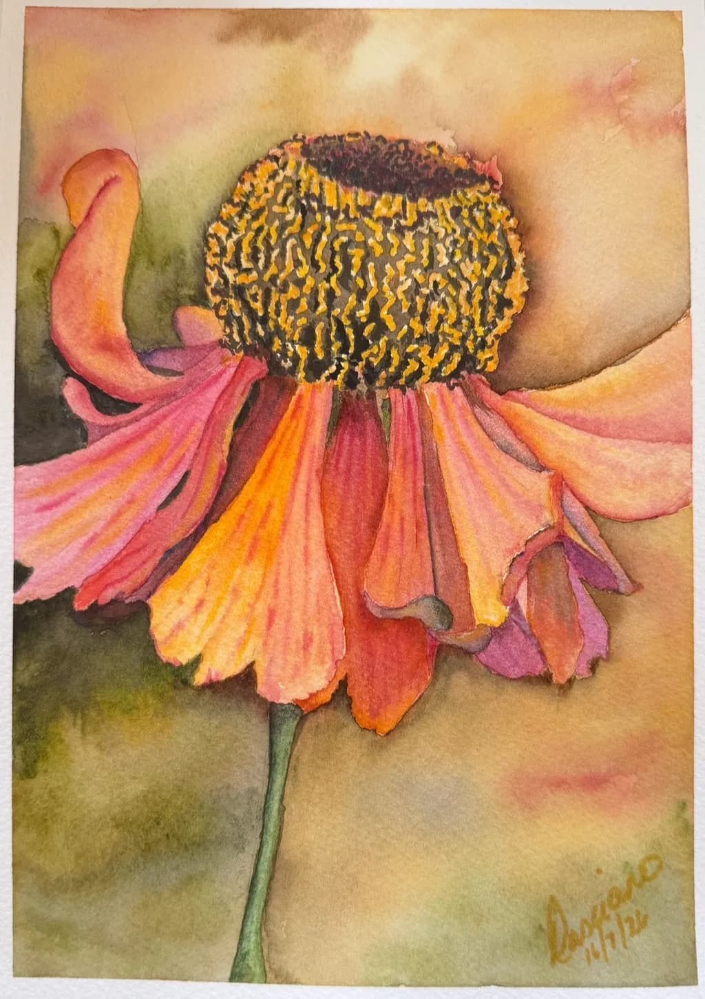 Fading Coneflower