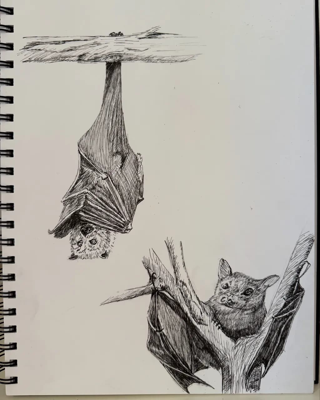 Bats on Branches