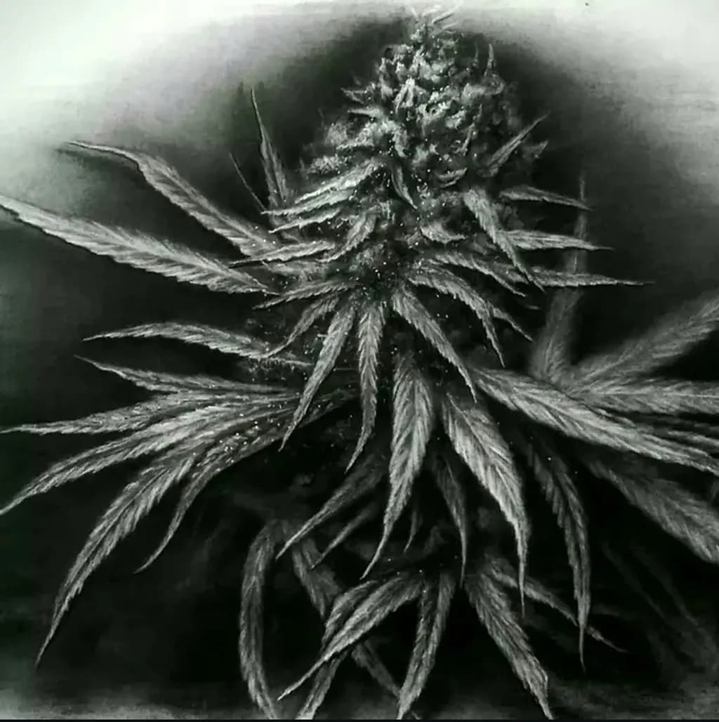 Cannabis Bloom