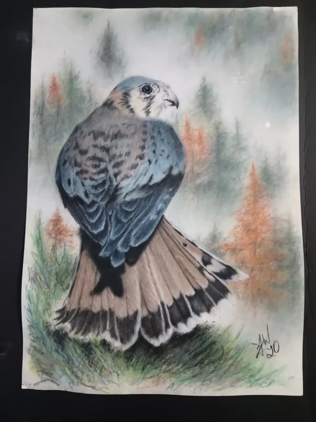 Falcon on Branch