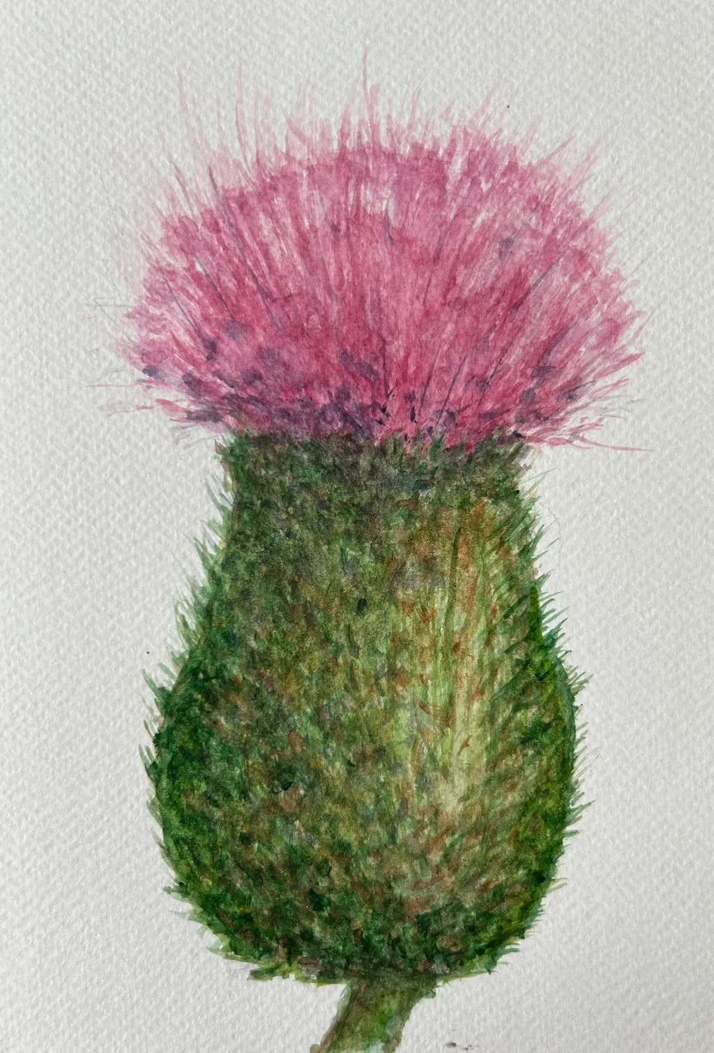Thistle Bloom