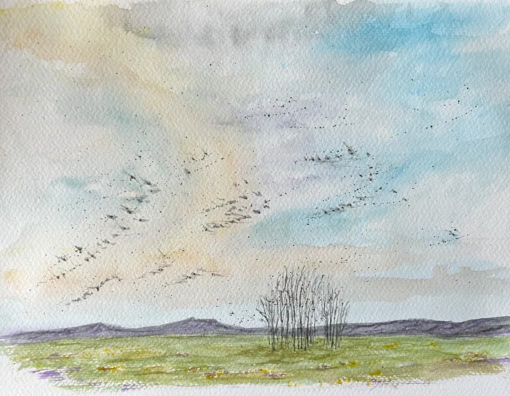 Field and Flock