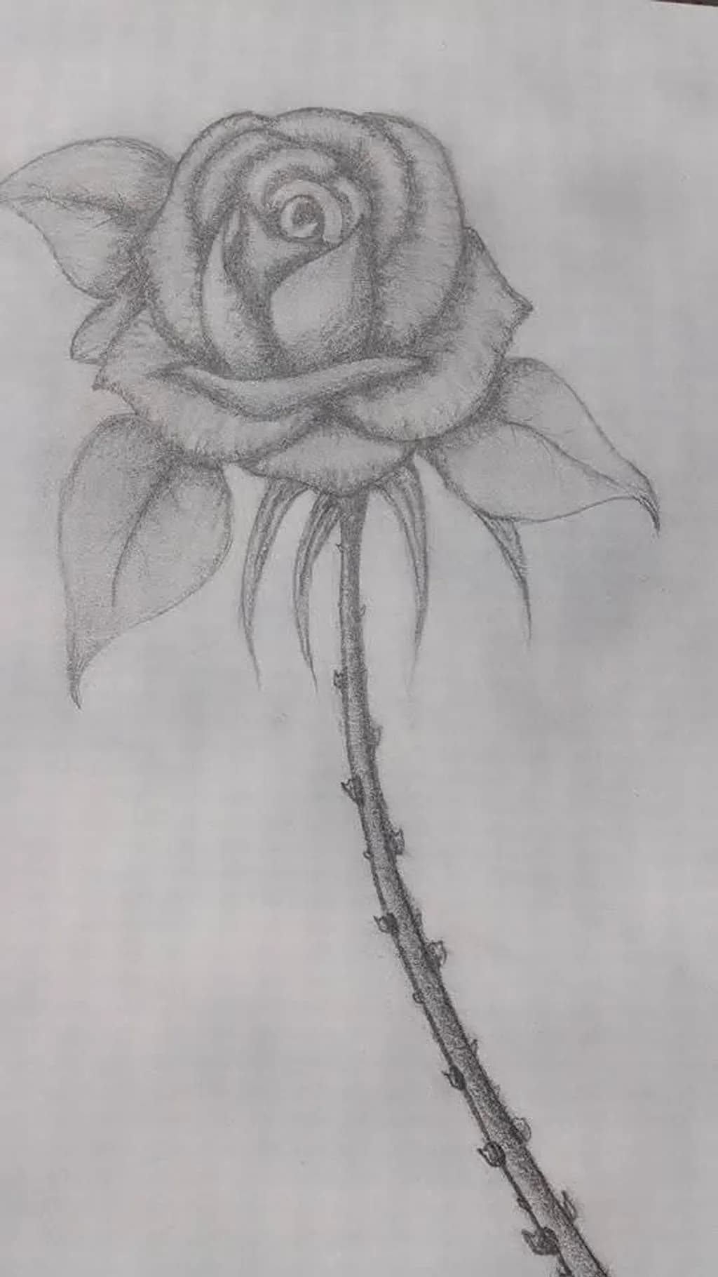 Detailed Rose Sketch