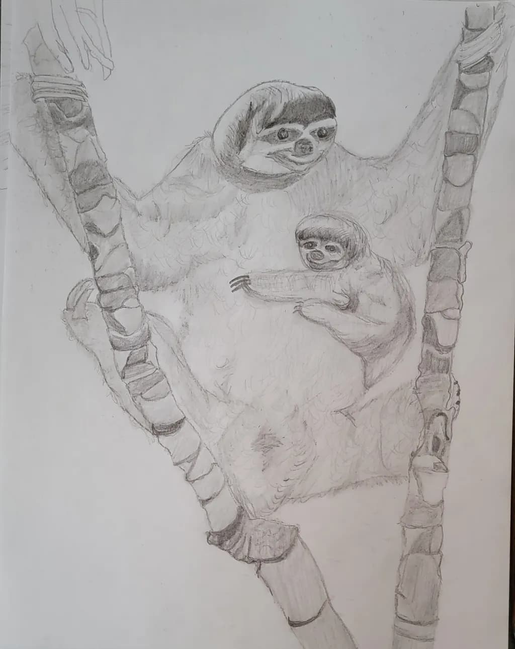 Sloths on Bamboo Branches