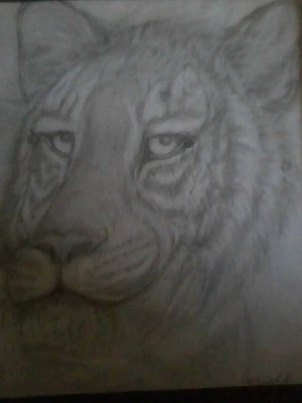 Tiger Gaze