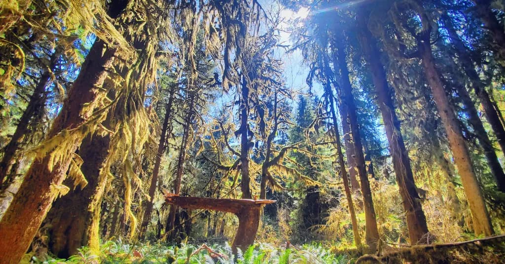 Mossy Forest Light
