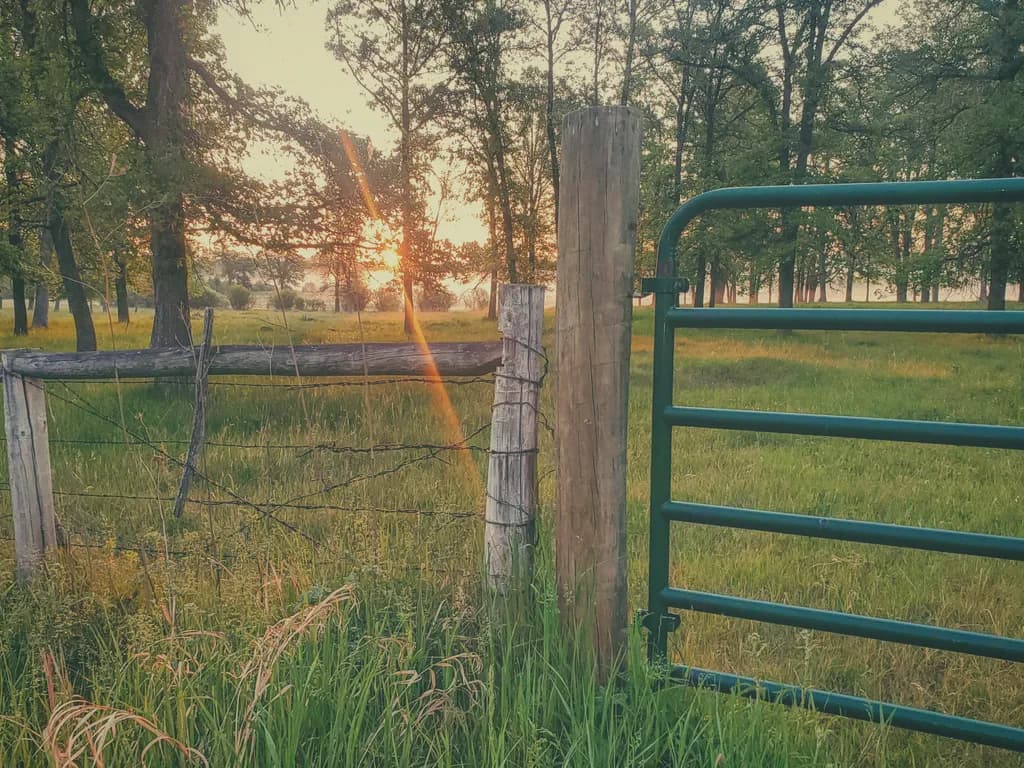 Sunlit Rural Field