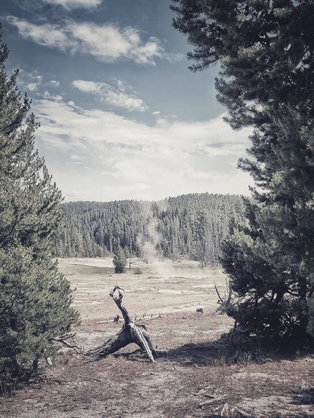 Forest Clearing View