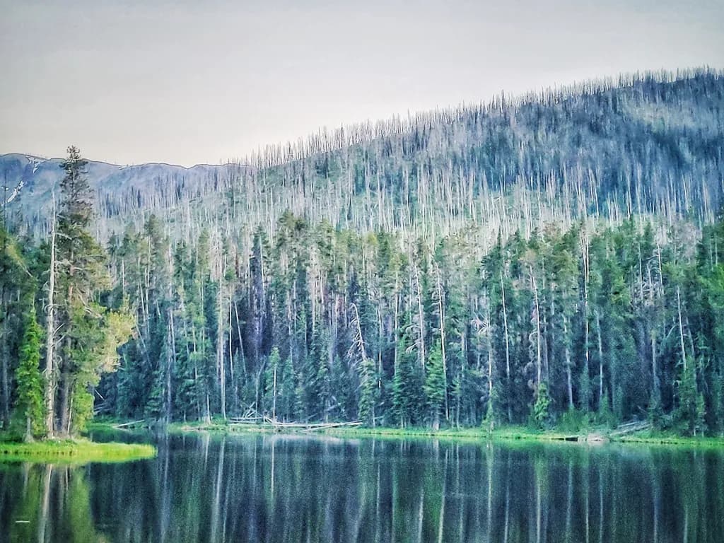 Forest and Lake Reflection