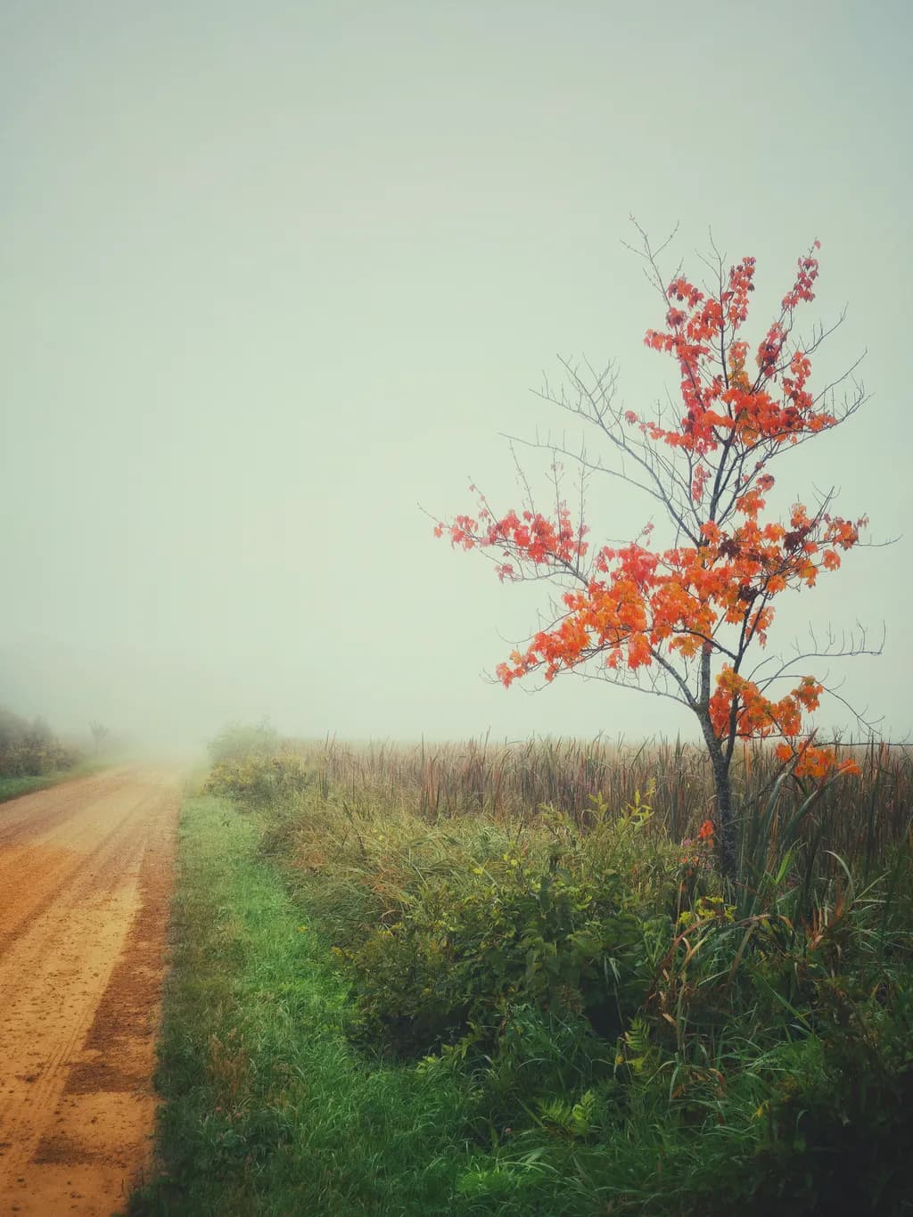 Autumn Road Tree