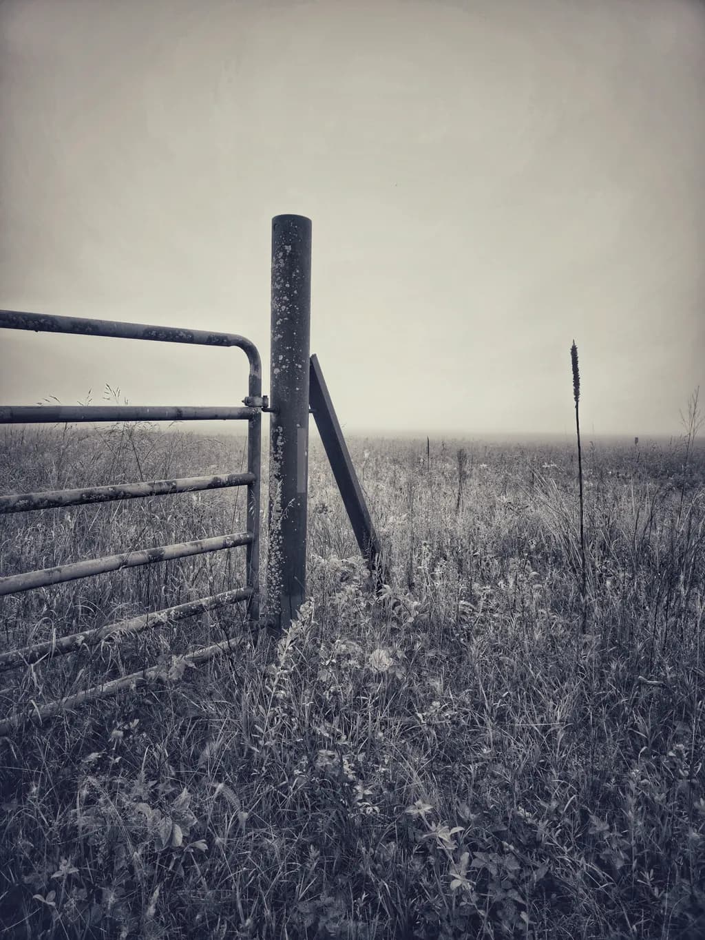 Rustic Field Gate