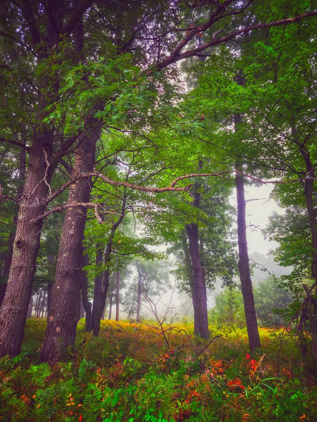 Misty Forest Scene