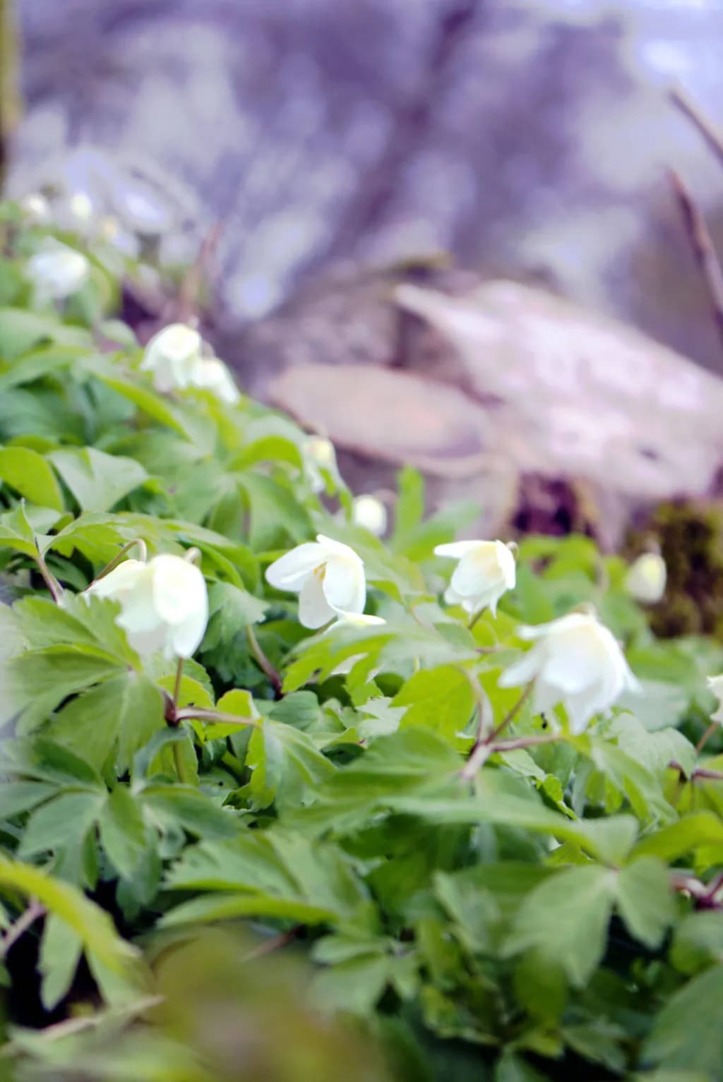 White Flowers in Green Leaves