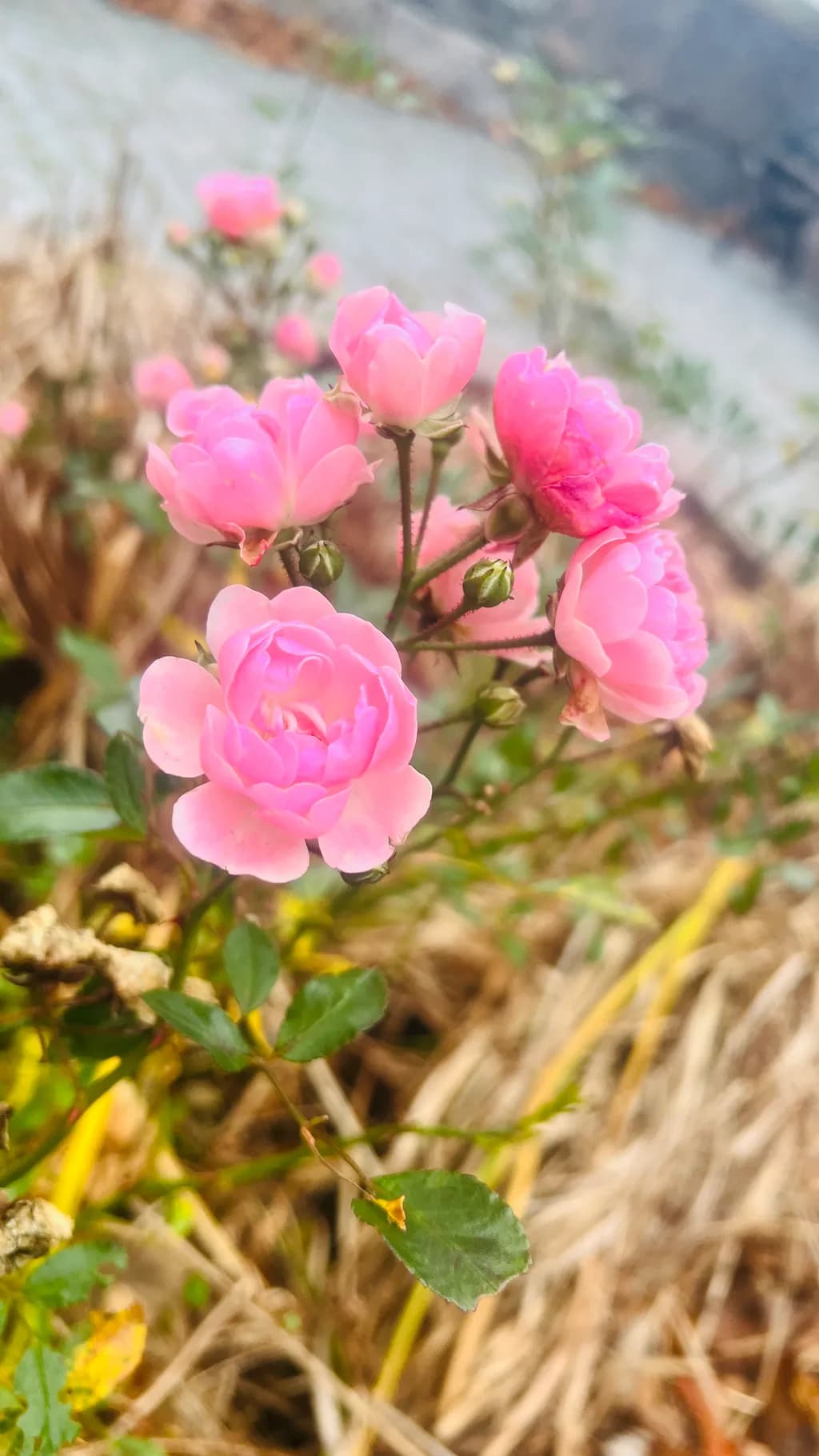 Pink Rose Cluster