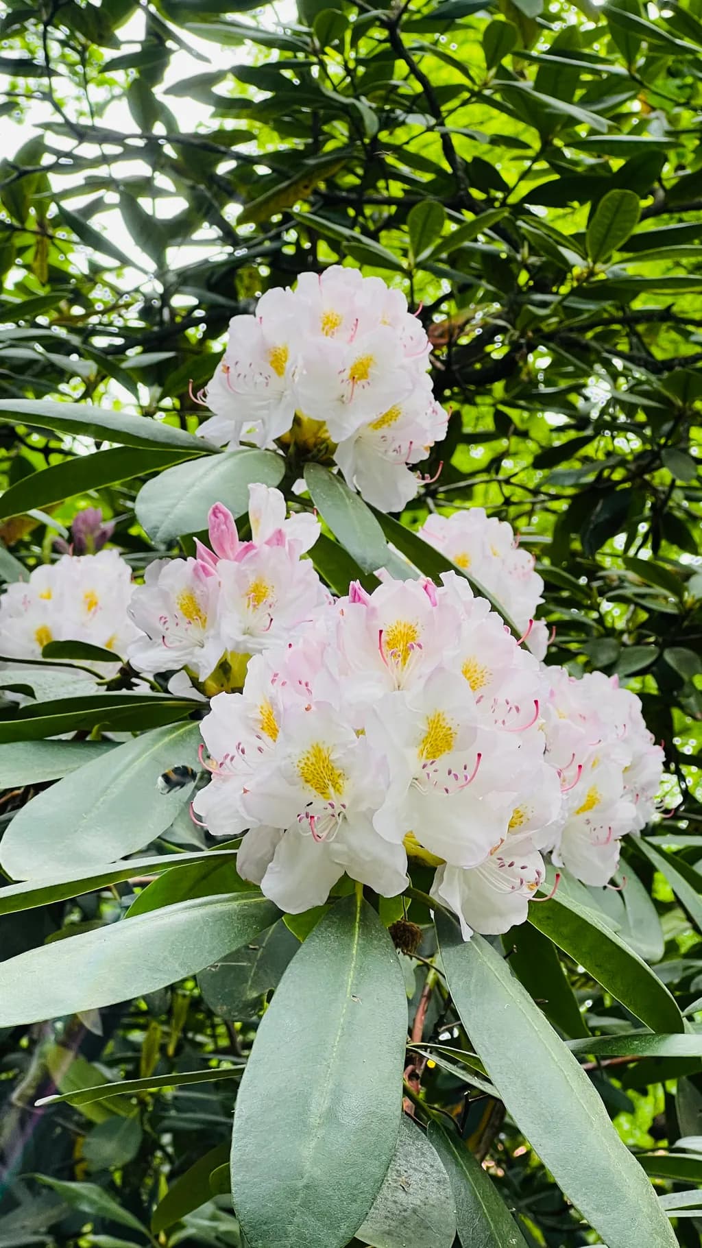 White Rhododendron Blooms