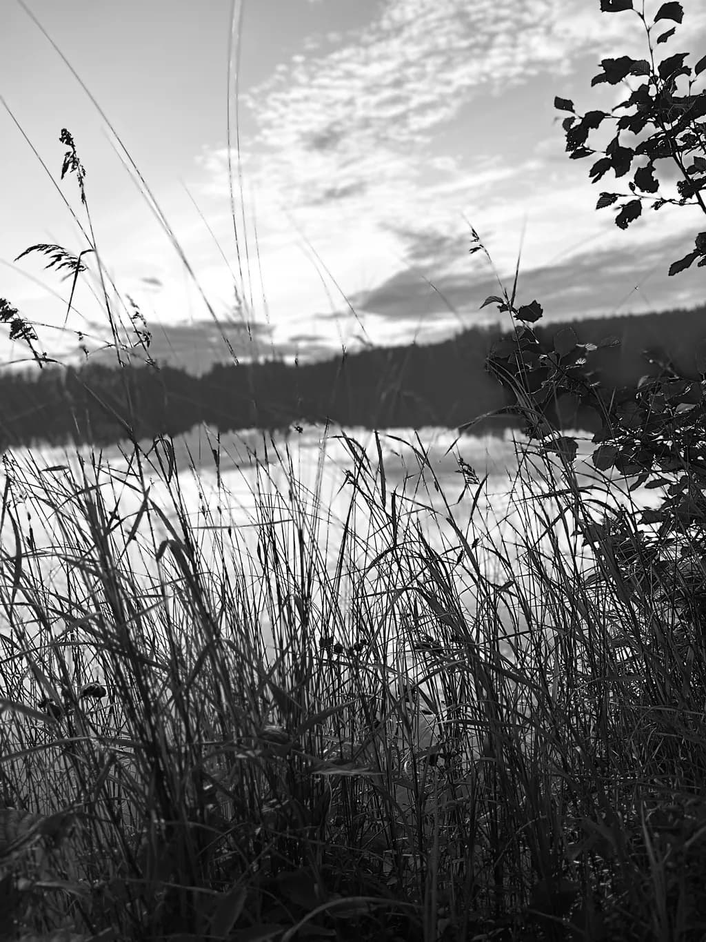 Lake Grass Reflection