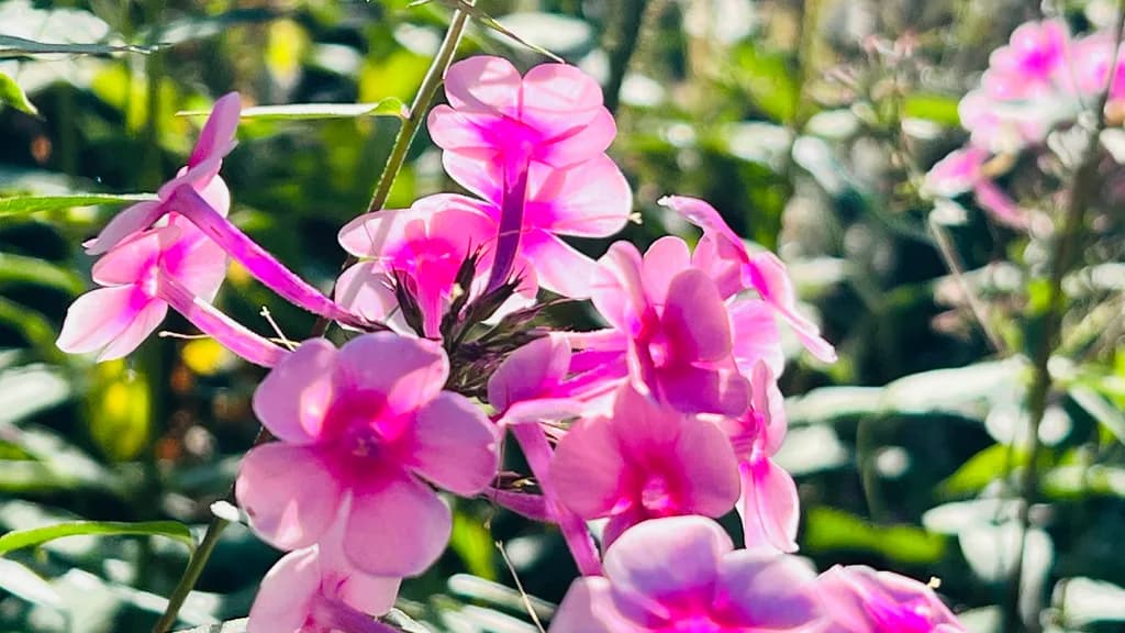 Summer Garden Blossoms