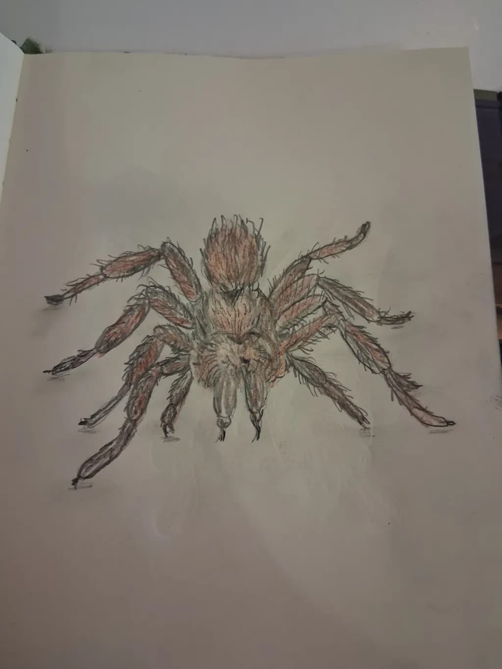Tarantula Study