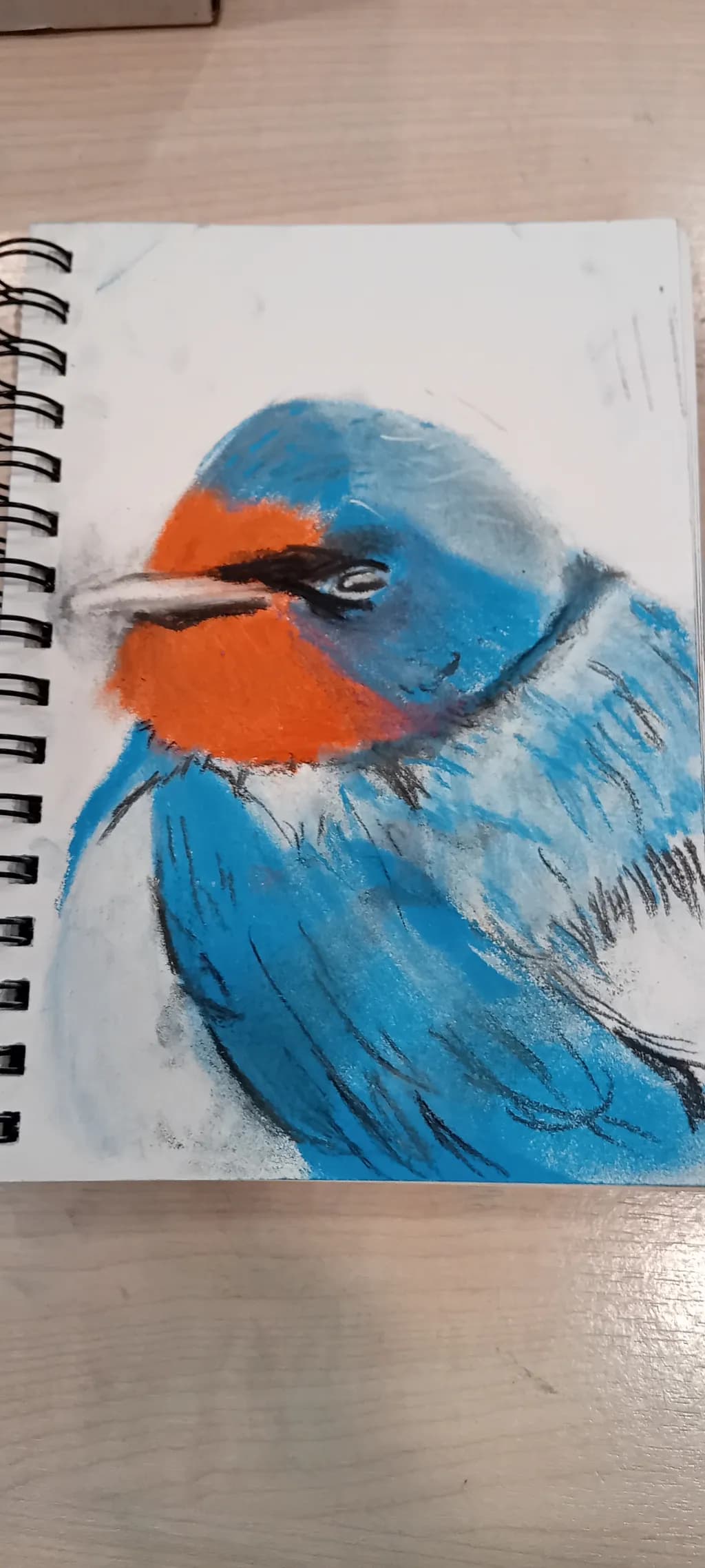 Blue and Orange Bird Sketch
