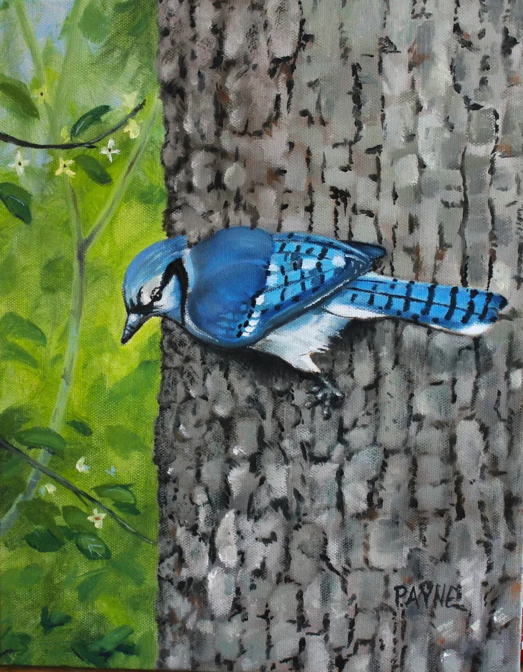 Blue Jay on Tree Bark
