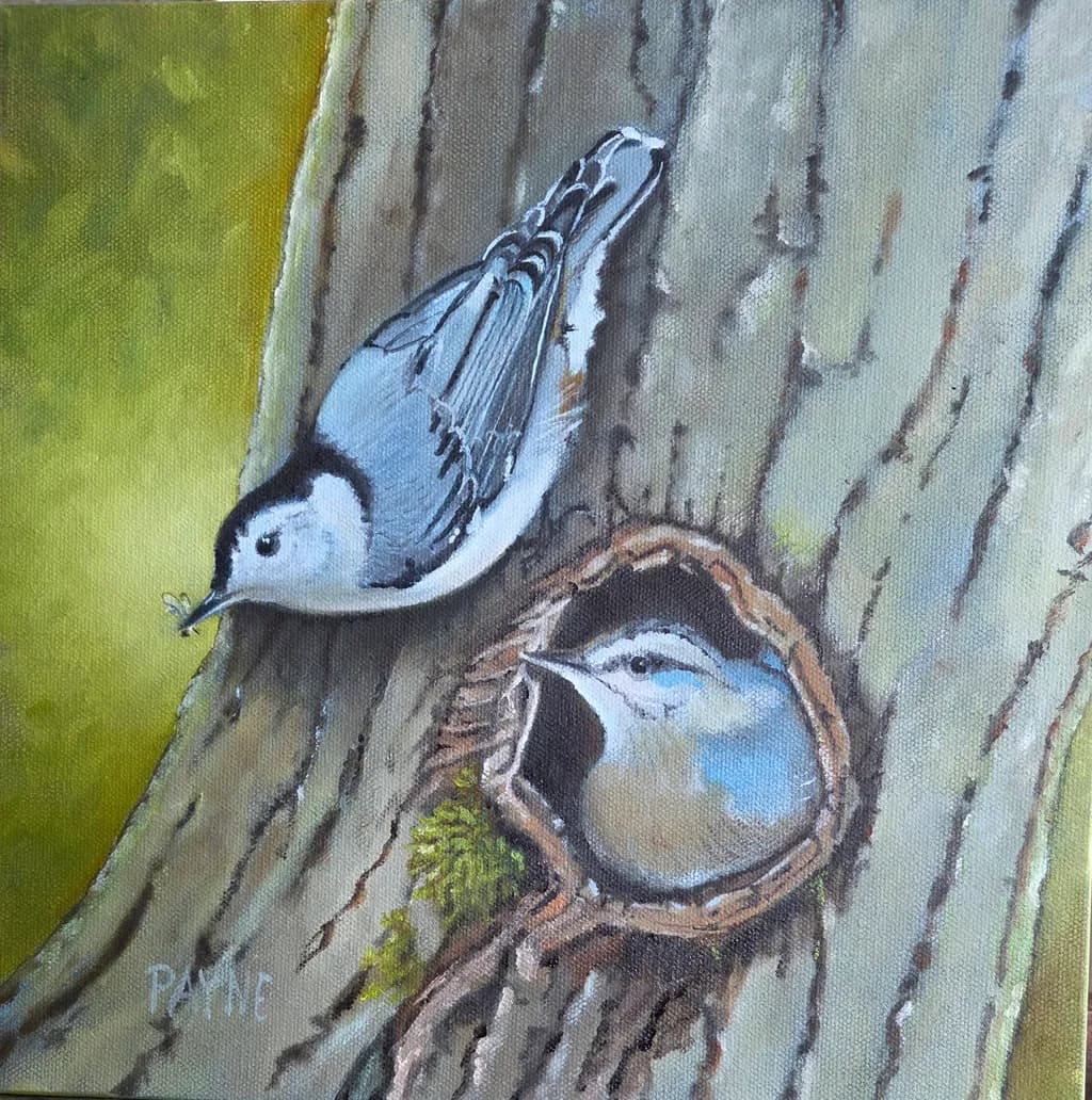 Tree Cavity Birds