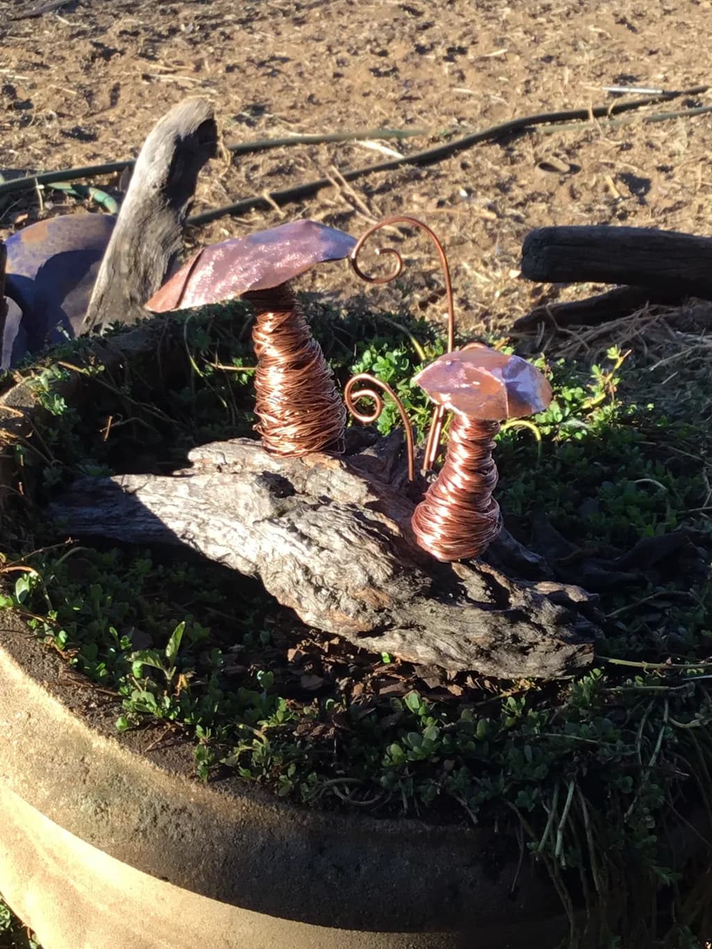 Copper Mushrooms on Driftwood