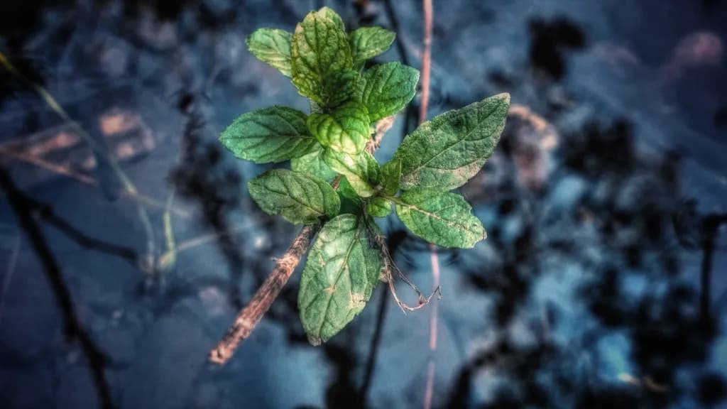 Green Leaves Over Water