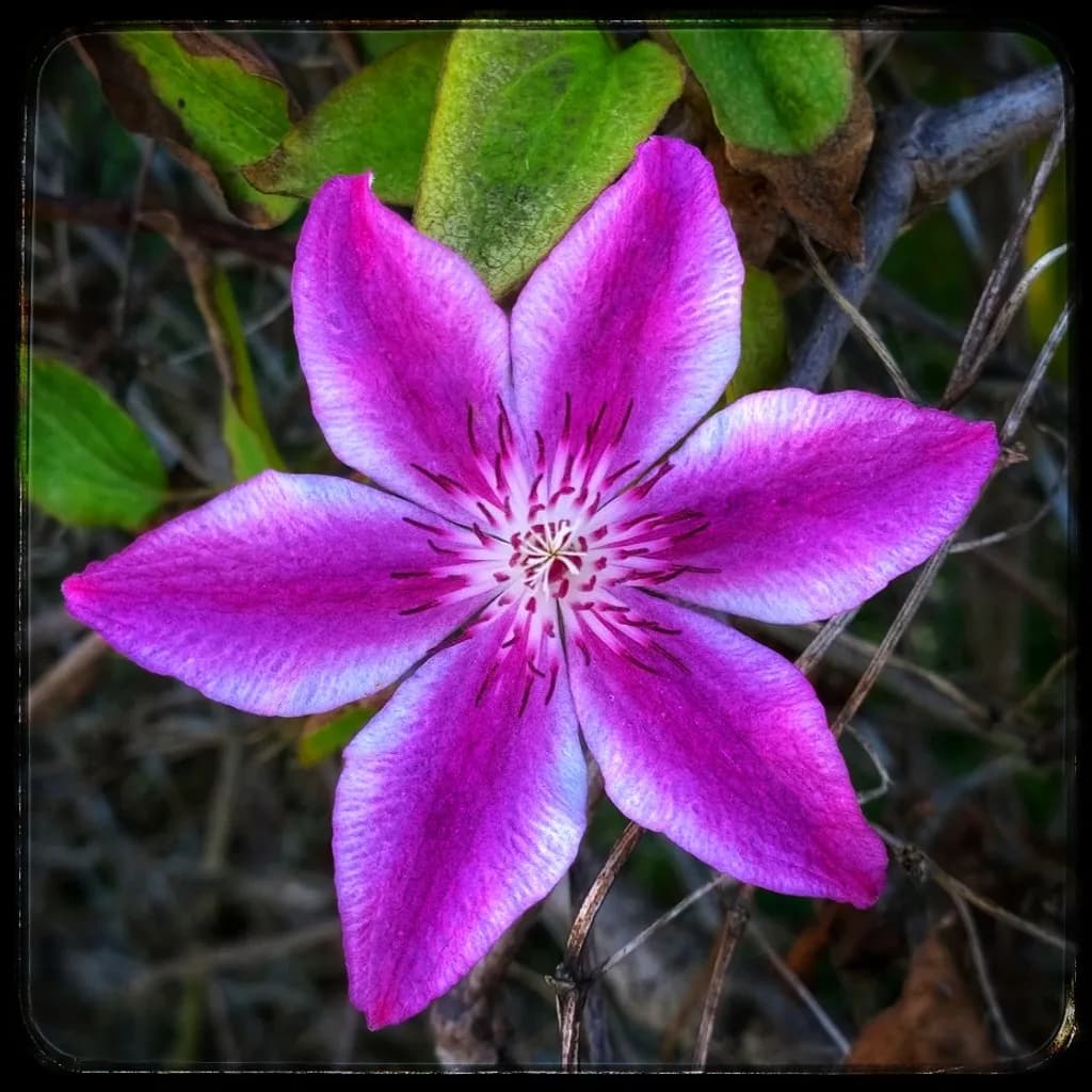 Purple Flower Bloom