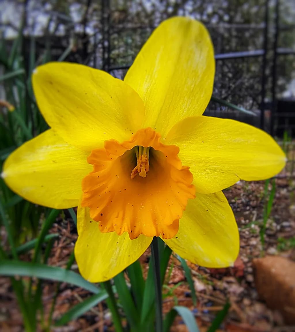 Yellow Daffodil Bloom