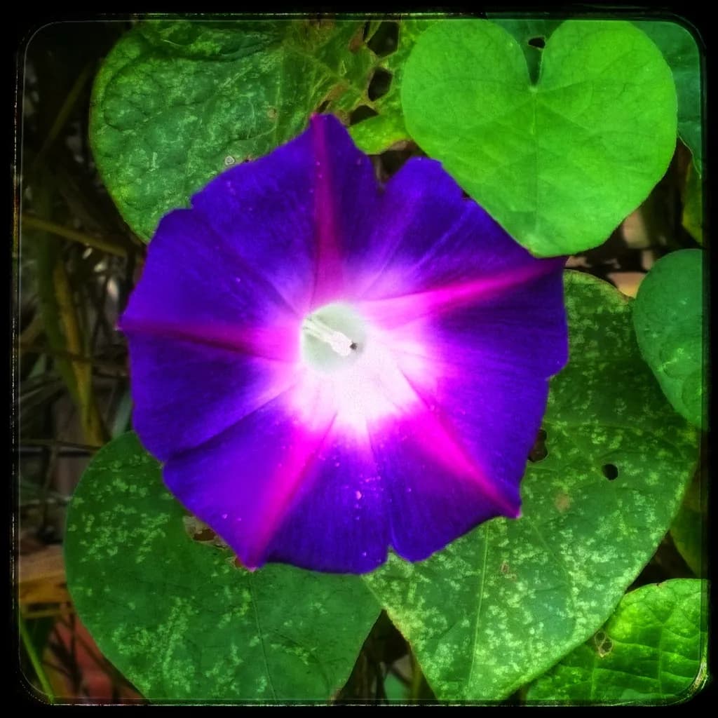 Morning Glory Blossom